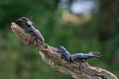 Stag beetle
