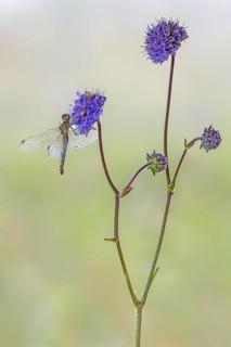Ruddy Darter