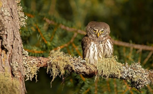 Pygmy Owl