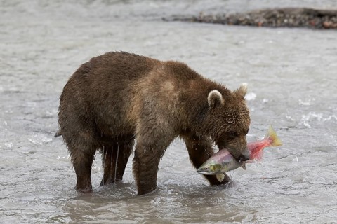 Kamchatka brown bear