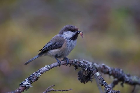 Grey-headed Chickadee