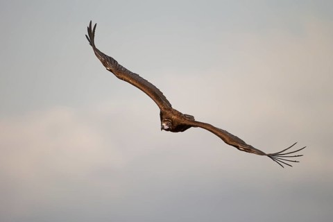 Cinereous vulture