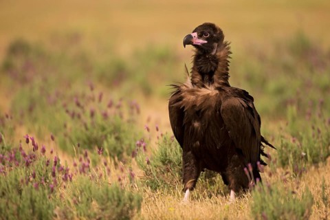 Cinereous vulture