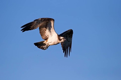 Western osprey