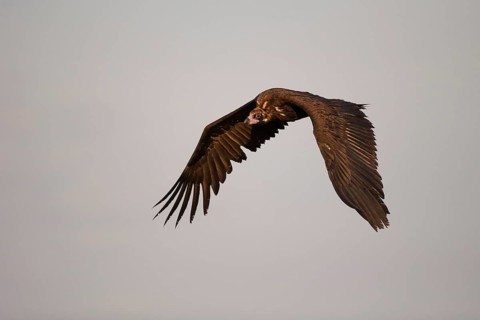 Monk vulture