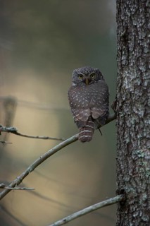 Pygmy owl