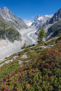 Alpine roses