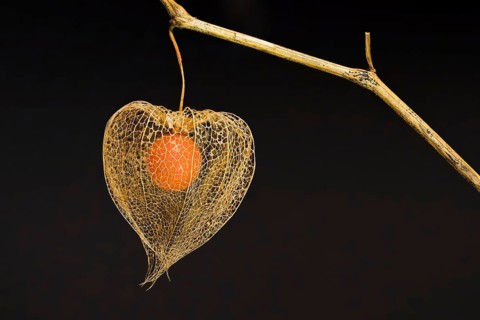 Bladder cherry