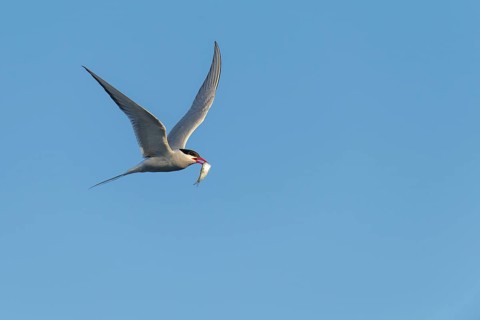 Arctic tern