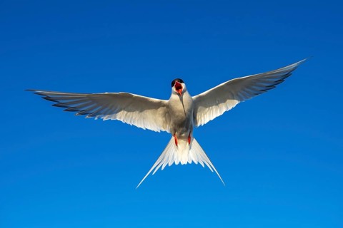 Arctic tern