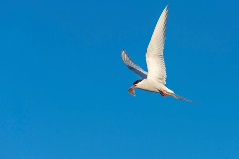 Arctic tern