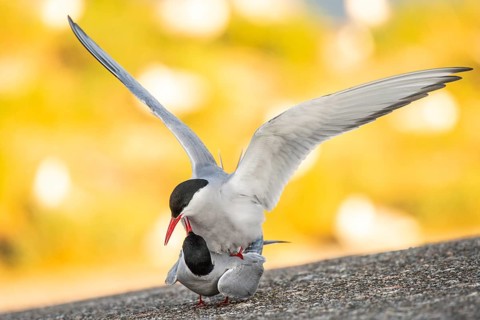 Arctic tern