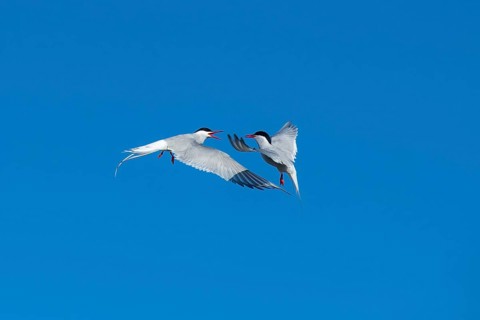 Arctic tern