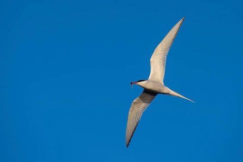Arctic tern