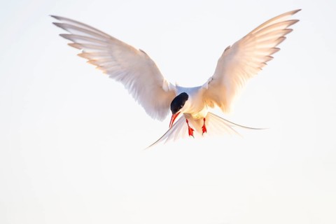 Arctic tern