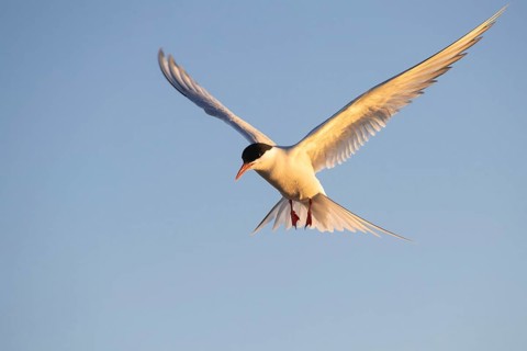 Arctic tern