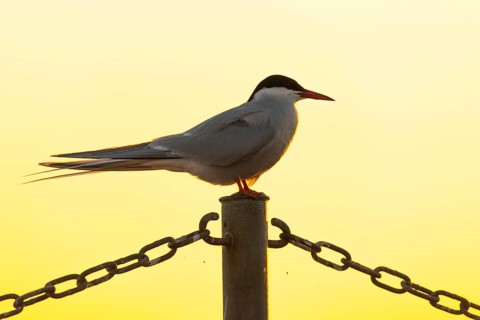 Arctic tern