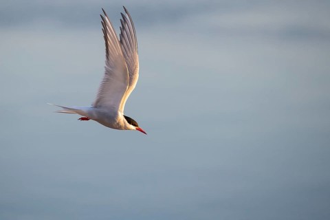Arctic tern