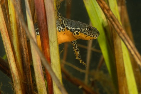 Alpine newt