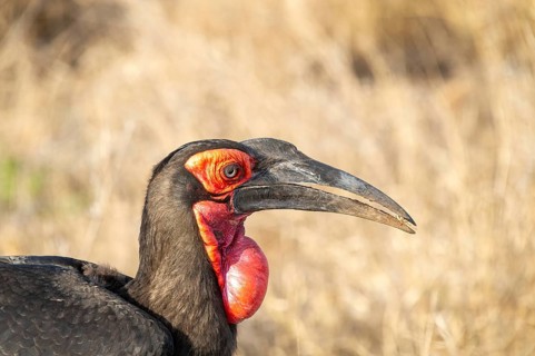 Southern ground hornbill