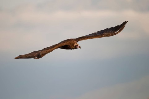 Cinereous vulture
