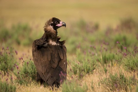 Cinereous vulture