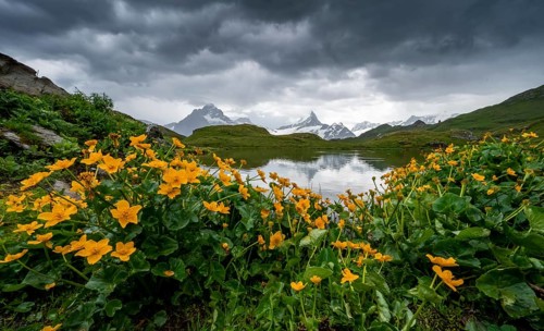 Marsh marigolds