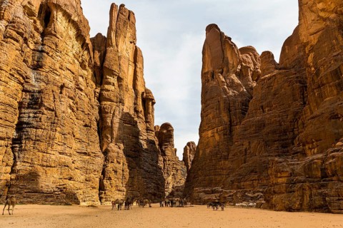 Camels