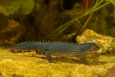 Alpine newt