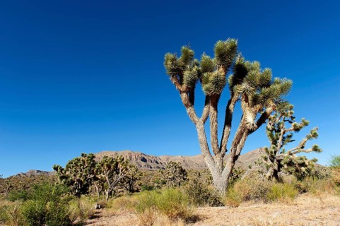 Joshua Tree