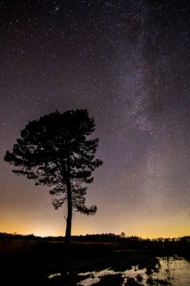 Stars in the sky above a tree