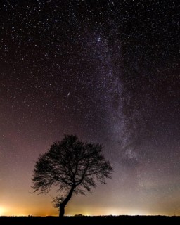 Stars in the sky above a tree