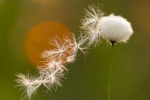 Fruiting sheath cottongrass