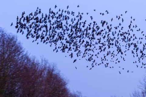 Western jackdaws
