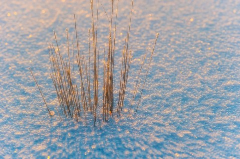 Blades of grass in the backlight enclosed by a sheet of ice in the moor