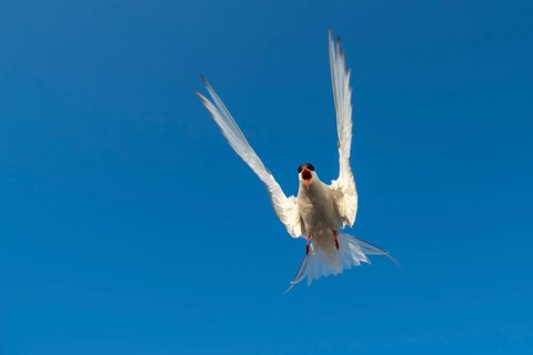 Arctic tern