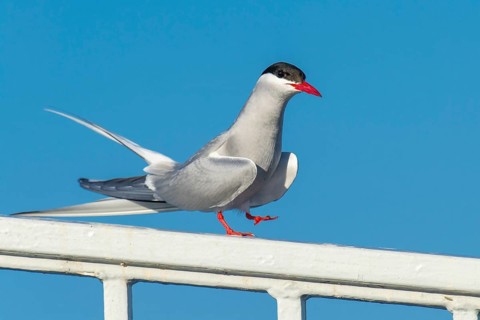 Arctic tern