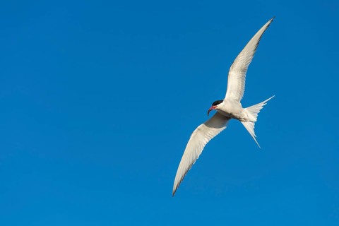 Arctic tern