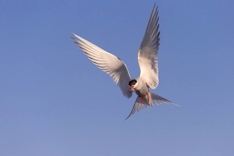 Arctic tern