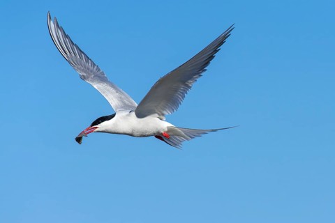 Arctic tern