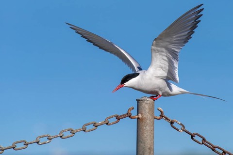 Arctic tern