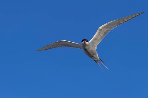 Arctic tern