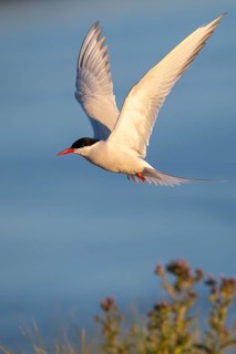 Arctic tern
