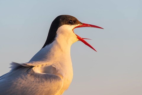 KuCalling Arctic tern