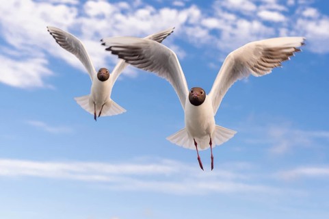 Black-headed gulls
