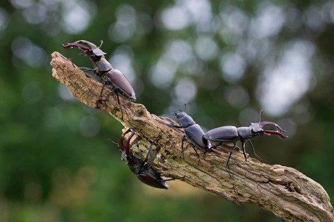 Stag beetle