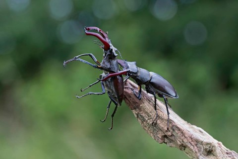 Stag beetle