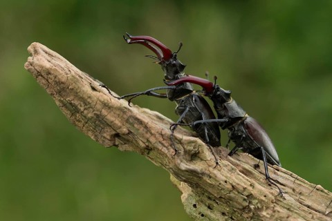 Stag beetle