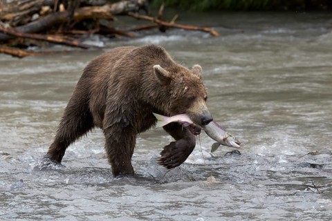 Kamchatka brown bear