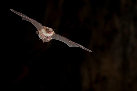 Long-fingered bat